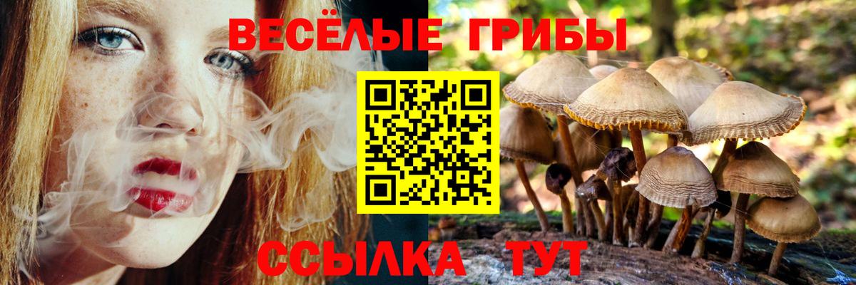 Галлюциногенные грибы Psilocybine cubensis Кемерово